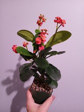 Euphorbia Milii-Crown Of Thorns Plant