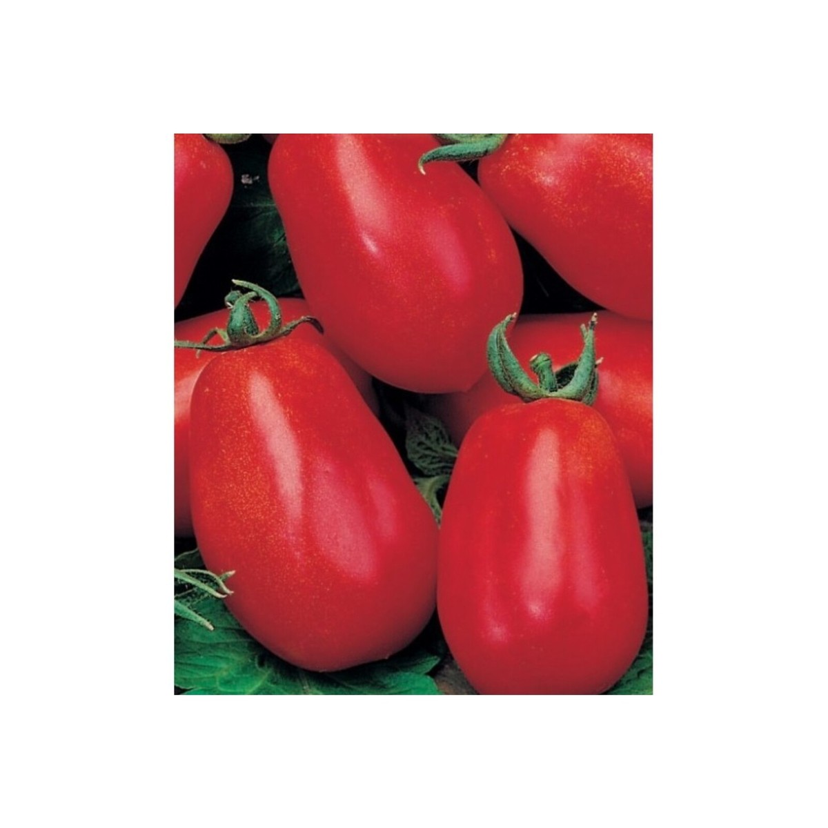 Twee Harten Samen Tatoeage The Guard Dog” Wallfield© Twee Harten Samen Tatoeage The Guard Dog” Wallfield©