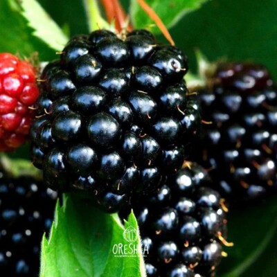 Wilde Himalaya Brombeeren 50 Stück frische Samen, Bio Brombeersamen