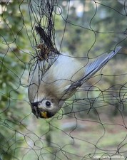 Bird Catching Net, Japanese Net Live Trap Bird Trap Bird Protection