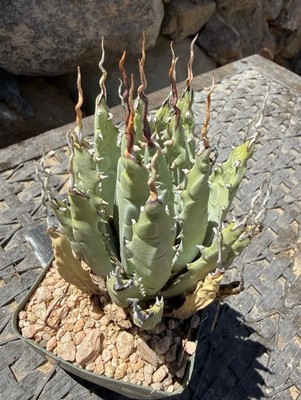 agave quadricolor Agave lophantha v. Quadricolor main image 1