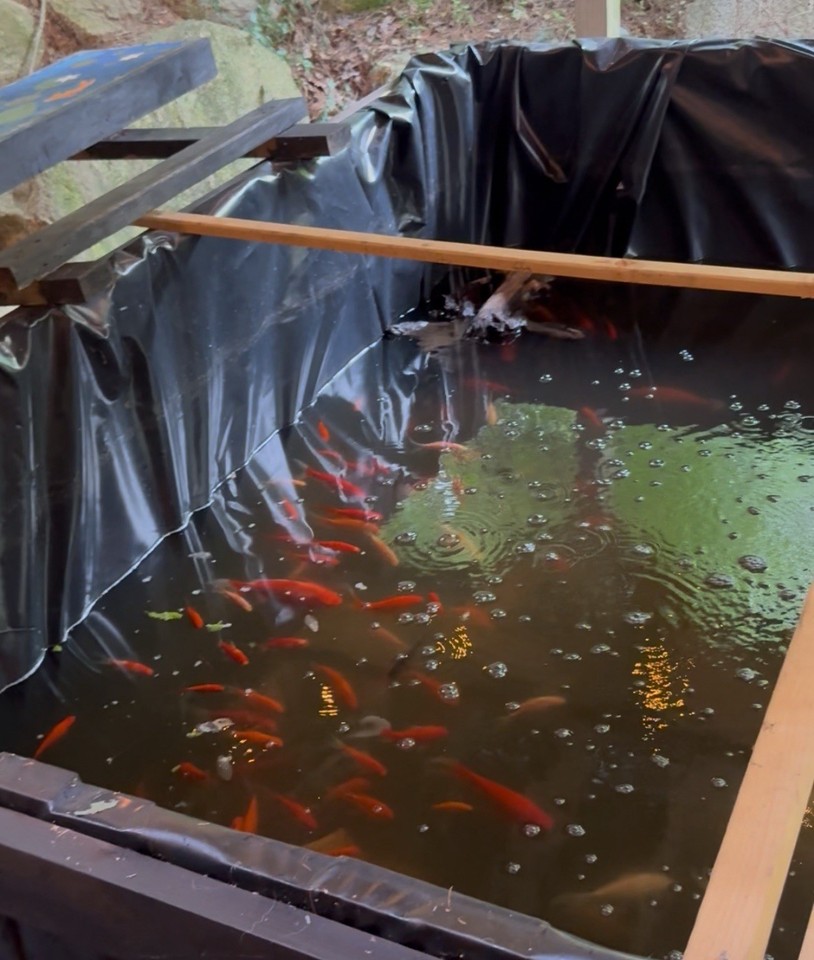 Large Goldfish 8-12 Inch | eBay