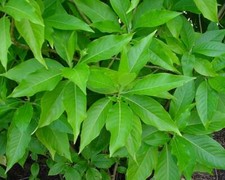 Dried Justicia Adhatoda Leaves 50g Sri lanka Malabar Nut Adulsa Vasica Vasaka