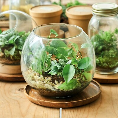 Mixed Terrarium Indoor Plants - Unusual Mini Houseplants Perfect for  Terrariums | eBay UK