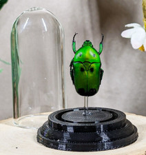 Flower Beetle Glass Dome Display Heterorrhina S. Entomology taxidermy decor