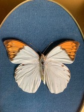 FRAMED HEBOMOIA MOTH - Lovely