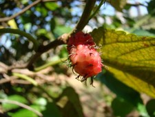 American Mulberry, Red Mulberry (Morus rubra), 50 seeds