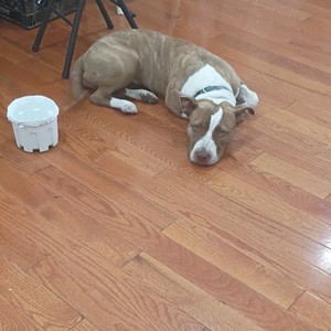 Brown and White Dog Photos - Dog on Hardwood Floor