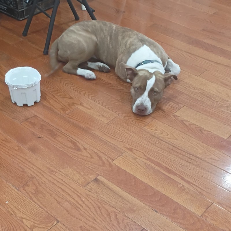 Brown and White Dog Photos - Dog on Hardwood Floor