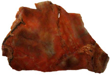 Rainbow Petrified Wood Slab - 56 Grams - Arizona - Red - Yellow - Translucent