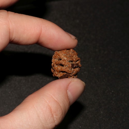 Meta Sequoia Pine Cone Fossil - Hell Creek Formation Cretaceous  - Mini Stunner