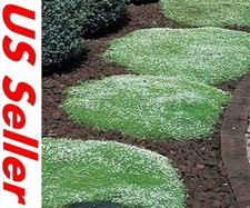 400 Seeds Irish Moss Seeds F103, Home Garden DIY Ground Cover Seeds