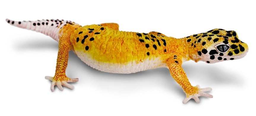 Safari ltd 102504 Leopard Gecko 18 cm Reptile Action Figure