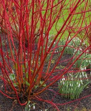 Cornus alba - Red dogwood Shrub Plant - Outdoor 1.5