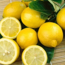 🍋 Lisbon Lemon Seeds Citrus Garden Fruit Tree Various Size Seed Pack Fresh 2023