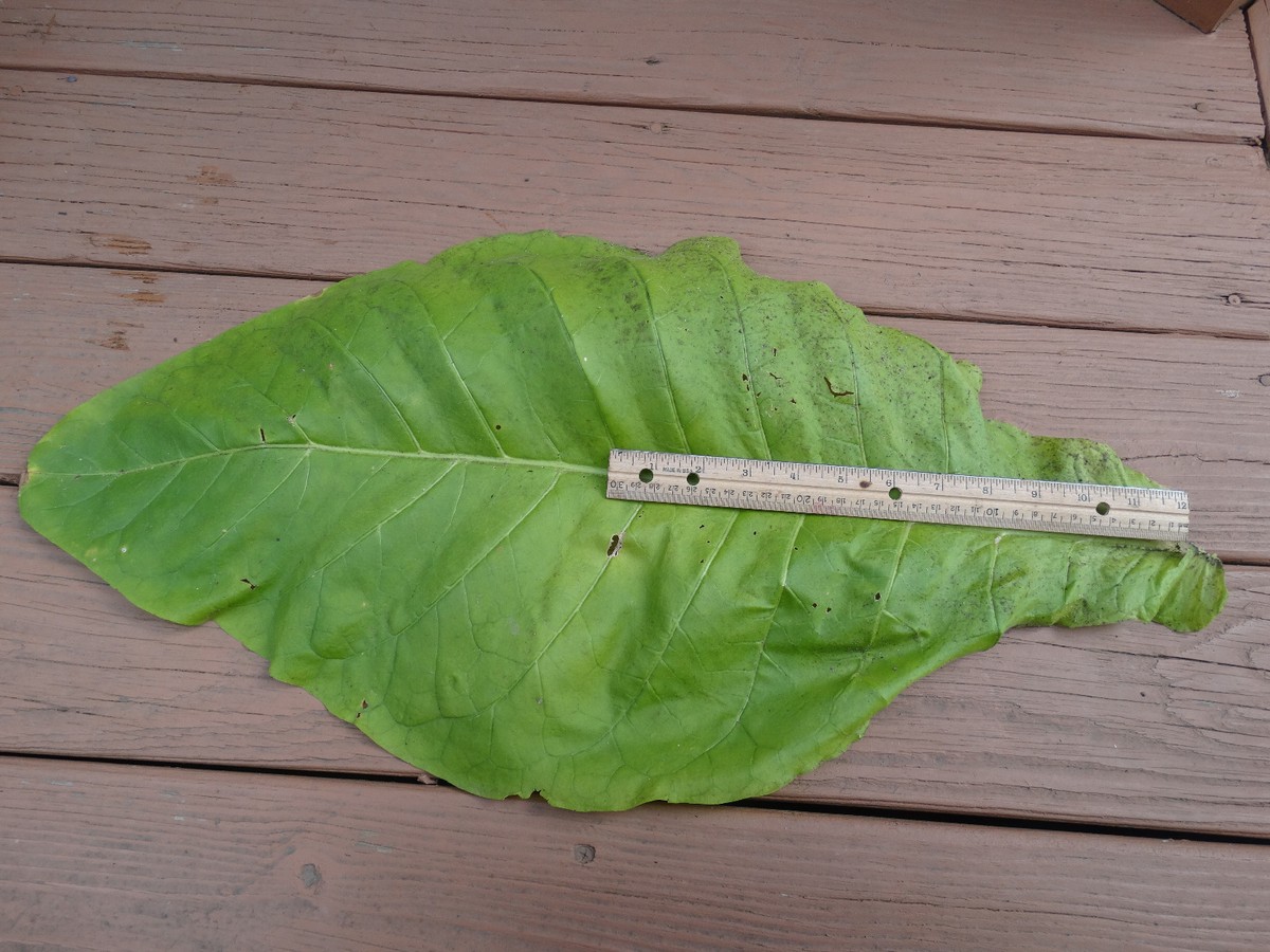 does tobacco smell like cigarettes What Does Tobacco Smell Like? A Guide for Adult Consumers