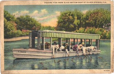 Florida Feeding Fish From Glass Bottom Boat at Silver Springs Vintage Postcard