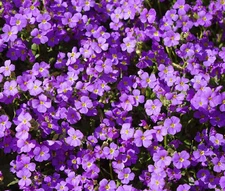 AUBRIETA ROCK CRESS PURPLE Aubrieta Hybrida Hendersonii - 500 Bulk Seeds