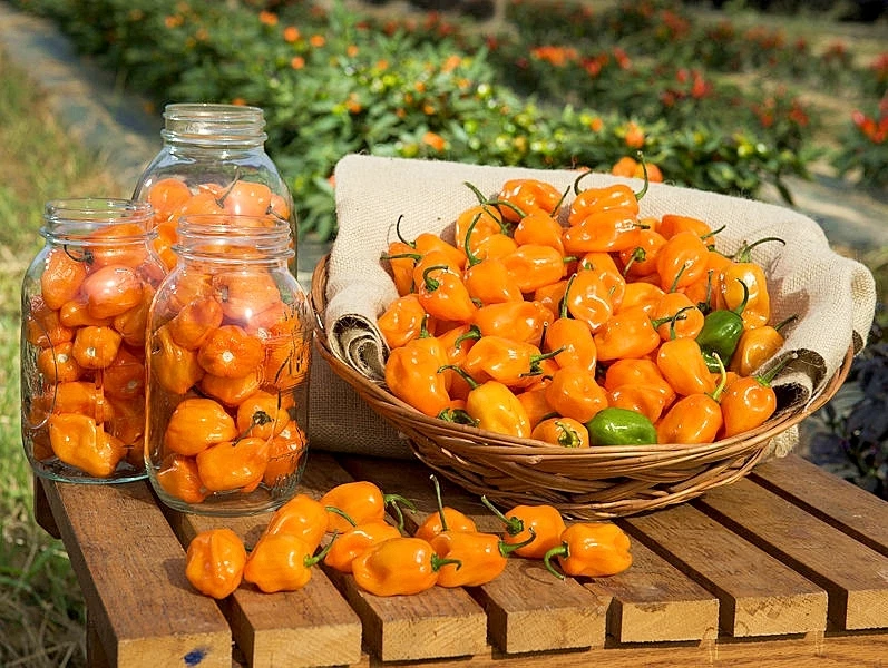 HORTUS SEMI DI HABANERO ORANGE -ARANCIONE 30 SEMI+ GUIDA ALLA COLTIVAZIONE PEPERONCINO