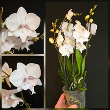 Phalaenopsis "White Snow" Big Lip. 4 Flower Spikes! 12cm Pot Compact Plant 