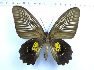 ENTOMOLOGIE SCHMETTERLING: TROIDES HALIPHRON HALIPHRON ♀ SULAWESI ISL
