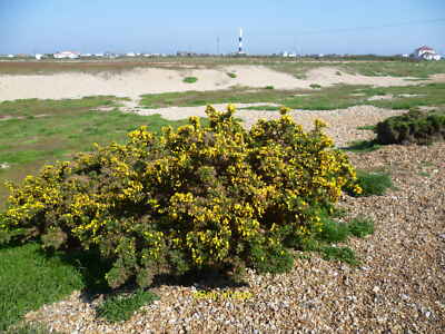 Photo 12x8 Dungeness scene There cannot be anywhere else in Britain like D c2012