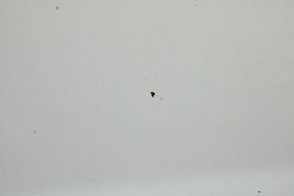 2003 丰田 PRIUS TRUNK 盖带唇勺白色原始设备制造商 01 02 03 — 第 4/4 张图片