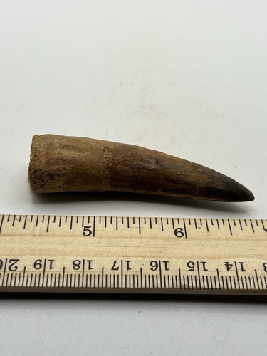 Spinosaurus 2.75” TOOTH Teeth Dinosaur Fossil before T Rex Cretaceous CS 813 - Picture 2 of 5