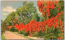 Postcard - The Flame Vine - Florida