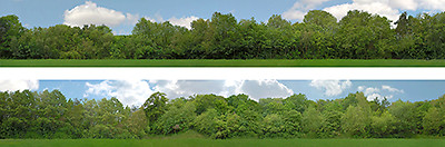 I D Backscenes 149AN Foto Backscene 9 cm hoch, nur Bäume Spur N
