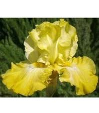Yellow Iris  - 6 Yellow Tall Bearded Iris Rhizomes - Perennial