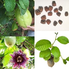 Passiflora Quadrangularis 50 Seeds Rare The Giant Granadilla Sweet Passion Fruit