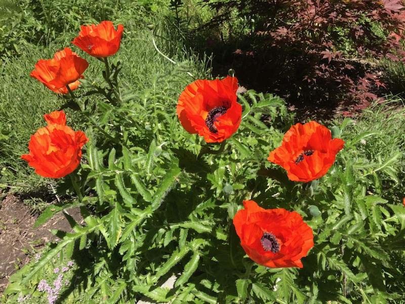 Poppy Oriental Orange-scarlet Flower Seeds (Papaver Orientale) 400