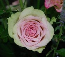 Dancing Queen 42 Rose Bush 50 or 100 Seeds Rare-Free Shipping-USA Seller