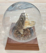 Vintage Taxidermy Western Diamondback Rattlesnake Rattle Snake Head Paperweight