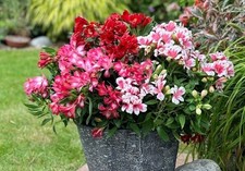 Alstroemeria Plants (rhizome bunches)red white pink mix (3)
