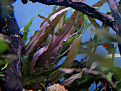 Cryptocoryne Undulatus Red - Buy 2 get 1 FREE - 1 plant