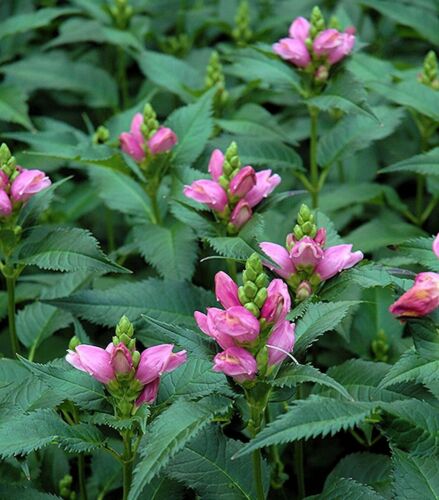 CHELONE LYALII "PINK TEMPTATION", DWARF TURTLEHEAD 30 seeds - Picture 1 of 3