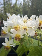 Sparmannia africana - African Hemp - 3ltr Pot - 40-50cm