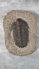 Large Trilobite Fossil Specimen in Stone – Devonian – Morocco