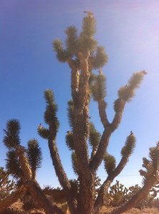 yucca brevifolia pound