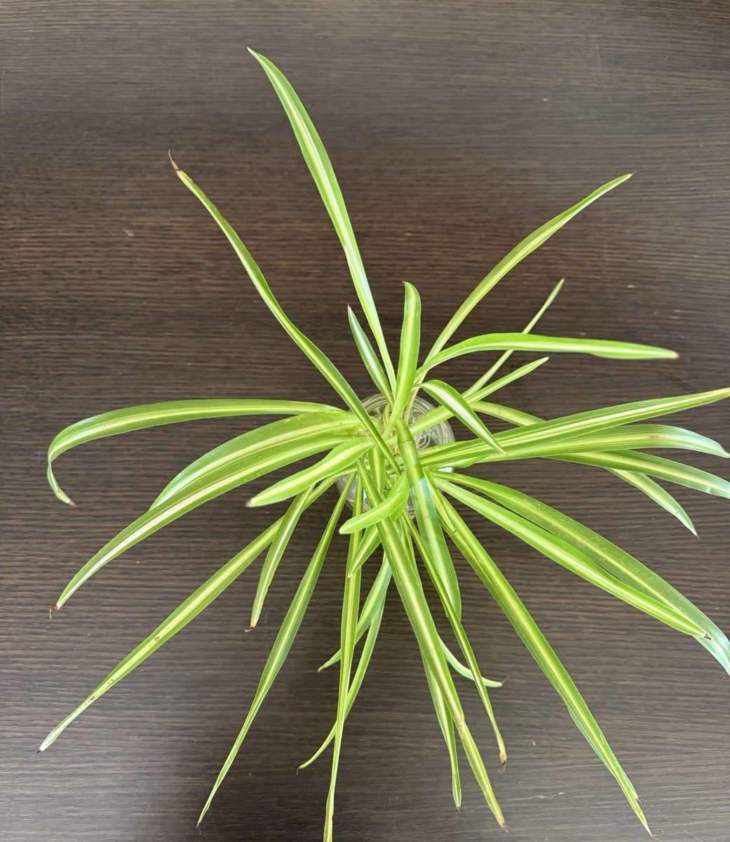 Grnlilie Ableger online kaufen | eBay.de
