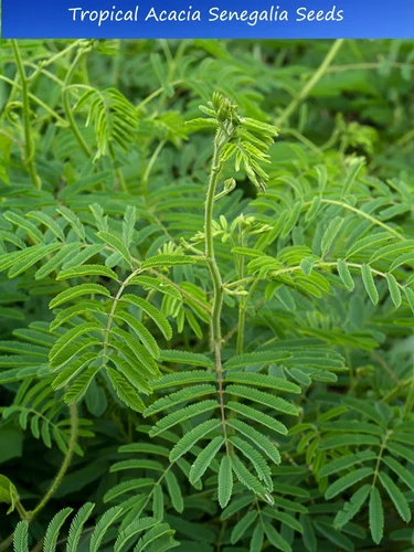 Tropical Seeds -Acacia /Senegalia catechu - 20 Seeds