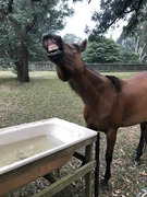 Horse Land In Melbourne Region Vic Property For Rent Gumtree