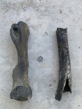 Fossilized Bison Bones