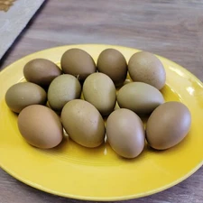 10+ F2 - F4 Olive Egger Hatching Eggs | Fast Free Shipping | TN NPIP CERTIFIED