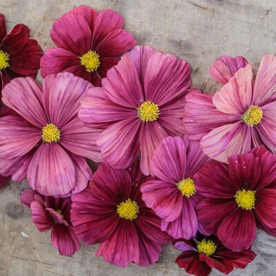 Schmuckkörbchen RUBINATO 20 Samen COSMOS BIPINNATUS Kosmee SCHNITTBLUME