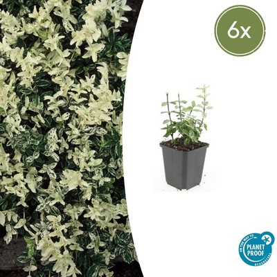 6x Euonymus fort. 'Harlequin' -  10-25cm - Ø9cm - pflanzfix24
