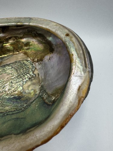Conchiglia vintage Abalone lucida grande due piedi 8x6,5" - Foto 4 di 9