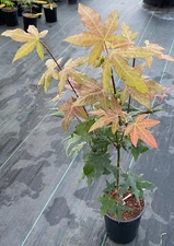 Acer oliverianum 'Mystic Jewel' (Mystic Jewel Oliver Maple)